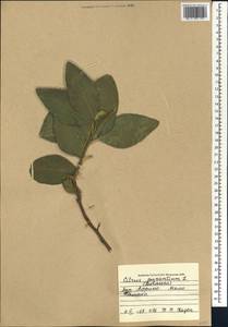 Citrus ×aurantium L., Африка (AFR) (Мали)