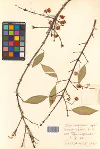 Бересклет Маака Rupr., Сибирь, Дальний Восток (S6) (Россия)