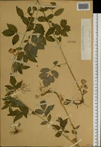 Сердечник крупнолистный Willd., Сибирь, Западный (Казахстанский) Алтай (S2a) (Казахстан)