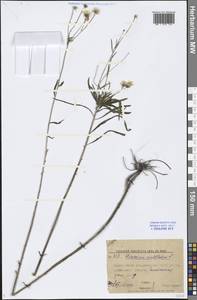 Ястребинка зонтичная L., Восточная Европа, Нижневолжский район (E9) (Россия)