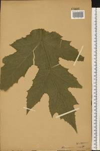 Борщевик Мантегацци Sommier & Levier, Восточная Европа, Центральный лесостепной район (E6) (Россия)