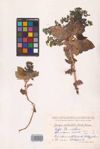 Crepidiastrum denticulatum subsp. denticulatum, Сибирь, Дальний Восток (S6) (Россия)