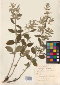 MHA 0 155 548, Шандра чужеземная L., Восточная Европа, Северо-Украинский район (E11) (Украина)