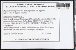 Ptychostomum pallescens (Schleich. ex Schwägr.) J.R. Spence, Гербарий мохообразных, Мхи - Америка (BAm) (США)