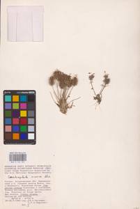 Рогоглавник серповидный (L.) Cramer, Восточная Европа, Нижневолжский район (E9) (Россия)