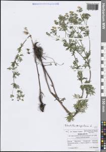 Лапчатка серебристая L., Восточная Европа, Средневолжский район (E8) (Россия)