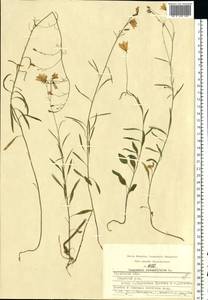 Колокольчик круглолистный L., Восточная Европа, Центральный район (E4) (Россия)