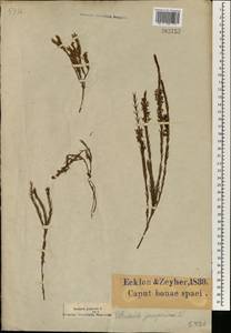 Struthiola lineariloba Meissn., Африка (AFR) (ЮАР)