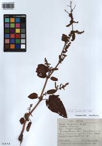 Rumex obtusifolius subsp. sylvestris (Lam.) Celak., Сибирь, Алтай и Саяны (S2) (Россия)