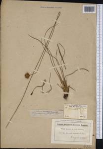 Rhynchospora globosa (Kunth) Roem. & Schult., Америка (AMER) (Бразилия)