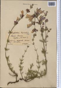 Змееголовник дваждыперистый Rupr., Средняя Азия и Казахстан, Северный и Центральный Тянь-Шань (M4) (Киргизия)