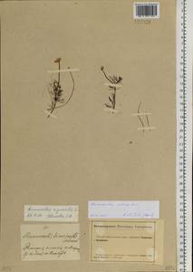 Ranunculus subrigidus W. B. Drew, Сибирь, Алтай и Саяны (S2) (Россия)