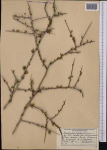 Prunus spinosissima (Bunge) Franch., Средняя Азия и Казахстан, Западный Тянь-Шань и Каратау (M3) (Узбекистан)