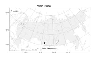 Viola irinae, Фиалка зубчатоцветковая Bunge, Атлас флоры России (FLORUS) (Россия)