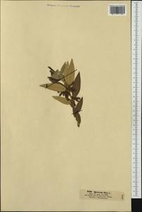 Quercus ilex L., Западная Европа (EUR) (Италия)