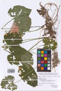 Viola ×foliosa Celak., Восточная Европа, Центральный лесостепной район (E6) (Россия)