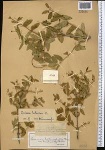 Жимолость татарская L., Средняя Азия и Казахстан, Джунгарский Алатау и Тарбагатай (M5) (Казахстан)