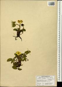 Caltha scaposa Hook.fil. & Thomson, Зарубежная Азия (ASIA) (КНР)