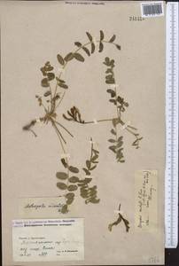 Astragalus austrotajikistanicus Czer., Средняя Азия и Казахстан, Памир и Памиро-Алай (M2) (Узбекистан)
