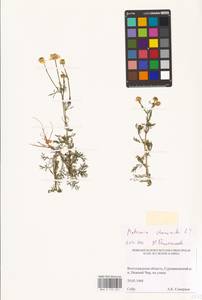 Ромашка ободранная, Ромашка лекарственная L., Восточная Европа, Нижневолжский район (E9) (Россия)