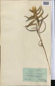 Cousinia annua C. Winkl., Средняя Азия и Казахстан, Каракумы (M6) (Туркмения)