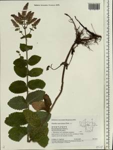 Мята душистая Ehrh., Восточная Европа, Центральный район (E4) (Россия)