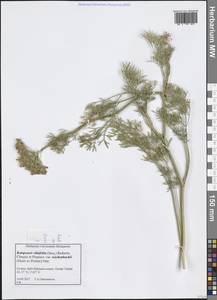 Katapsuxis silaifolia (Jacq.) Reduron, Charpin & Pimenov, Западная Европа (EUR) (Хорватия)