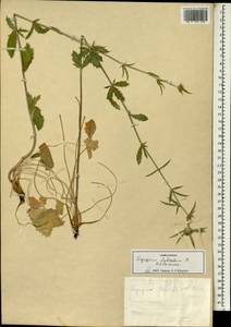 Eryngium falcatum F. Delaroche, Зарубежная Азия (ASIA) (Турция)