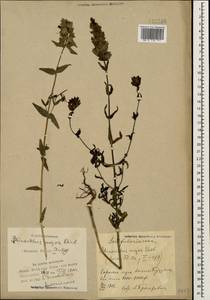 Rhinanthus serotinus var. vernalis (N.W.Zinger) Janch., Кавказ, Азербайджан (K6) (Азербайджан)