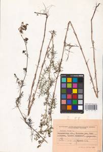 Подмаренник настоящий L., Восточная Европа, Западно-Украинский район (E13) (Украина)