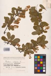 Барбарис обыкновенный L., Восточная Европа, Нижневолжский район (E9) (Россия)