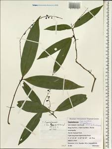 Lepisanthes senegalensis (Poir.) Leenhouts, Зарубежная Азия (ASIA) (Вьетнам)