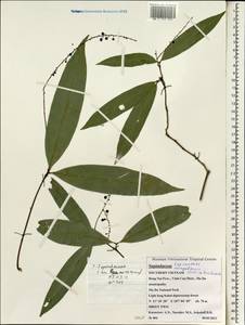 Lepisanthes senegalensis (Poir.) Leenh., Зарубежная Азия (ASIA) (Вьетнам)