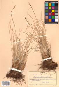 Carex borealipolaris S.R.Zhang, Сибирь, Чукотка и Камчатка (S7) (Россия)