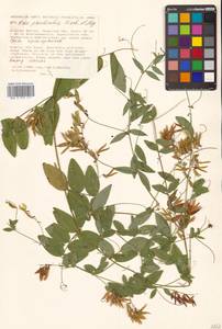 Горошек лжесочевниковый Fisch. & C.A.Mey., Сибирь, Дальний Восток (S6) (Россия)