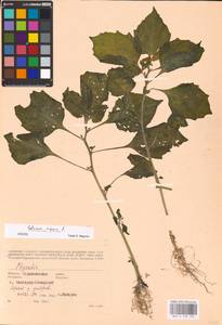 MHA 0 158 760, Паслен черный L., Восточная Европа, Северо-Украинский район (E11) (Украина)