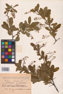 Барбарис обыкновенный L., Восточная Европа, Нижневолжский район (E9) (Россия)