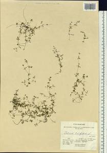 Подмаренник трехраздельный L., Сибирь, Чукотка и Камчатка (S7) (Россия)