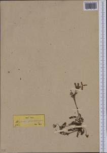 Hedysarum spinosissimum L., Западная Европа (EUR) (Греция)