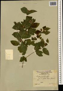 Lonicera caucasica subsp. orientalis (Lam.) D. F. Chamb. & Long, Кавказ, Южная Осетия (K4b) (Южная Осетия)