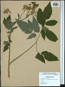 Сныть обыкновенная L., Восточная Европа, Центральный район (E4) (Россия)