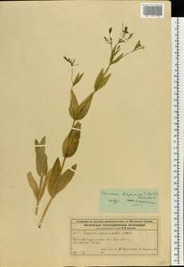 Gypsophila vaccaria (L.) Sm., Восточная Европа, Московская область и Москва (E4a) (Россия)