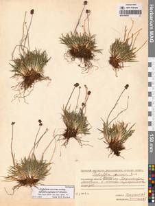 Тофильдия ярко-красная шароголовая A.P.Khokhr., Сибирь, Чукотка и Камчатка (S7) (Россия)