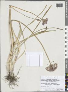 Лук угловатый L., Восточная Европа, Центральный лесостепной район (E6) (Россия)