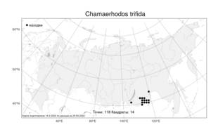 Chamaerhodos trifida, Хамеродос трехнадрезанный Ledeb., Атлас флоры России (FLORUS) (Россия)