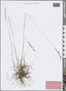 Овсяница красная L., Восточная Европа, Московская область и Москва (E4a) (Россия)