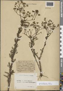 Якобея обыкновенная, Восточная Европа, Ростовская область (E12a) (Россия)