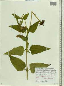 Heliopsis helianthoides var. scabra (Dunal) Fernald, Восточная Европа, Нижневолжский район (E9) (Россия)
