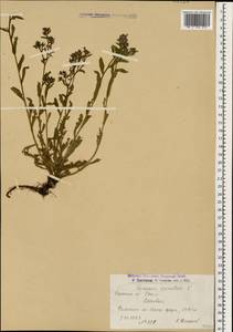 Кривоцвет восточный (L.) Kusn., Кавказ, Армения (K5) (Армения)