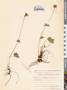 Купальница бумажночашелистиковая Schipcz., Сибирь, Чукотка и Камчатка (S7) (Россия)
